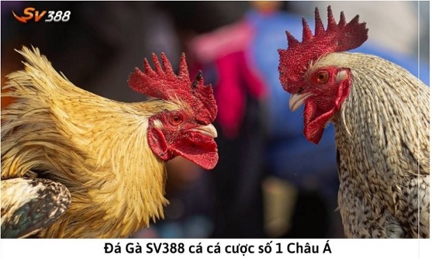 Đá gà tại Sv388 là gì?